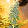 Сорт семян каннабиса Northern Lights Feminised Gold